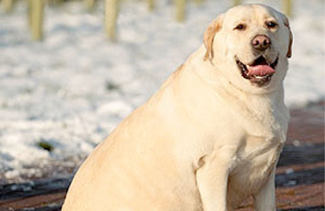 Imagen de El evitable circulo vicioso de la obesidad canina