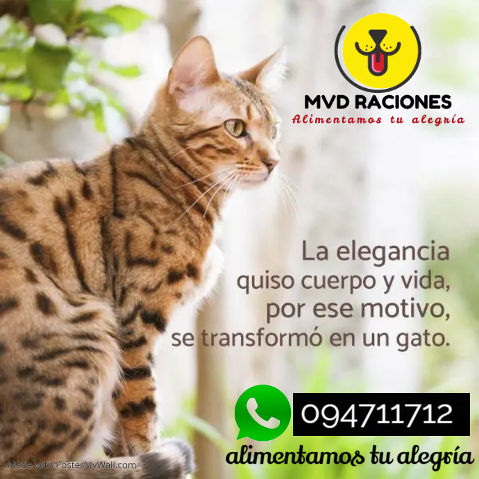 Imagen de Porqué debemos esterilizar a nuestro gato/a?